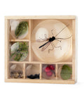 Huckleberry Bug Box